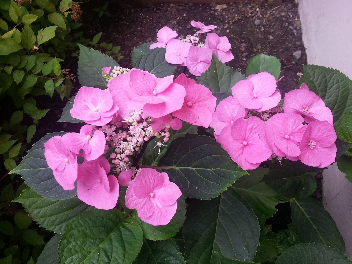  photo 20140720_101651_zpsl0is4qpv.jpg